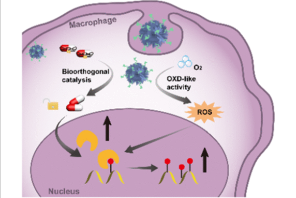 Single-Atom Catalysts Mediated Bioorthogonal Modulation of N6-Methyladenosine Methylation for Boosting Cancer Immunotherapy